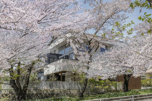 桜を愛でるいえ